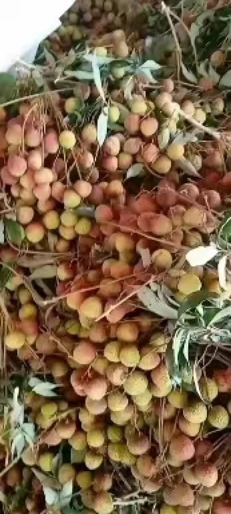 海南妃子笑荔枝，白蜡荔枝，黑叶荔枝。量大可谈