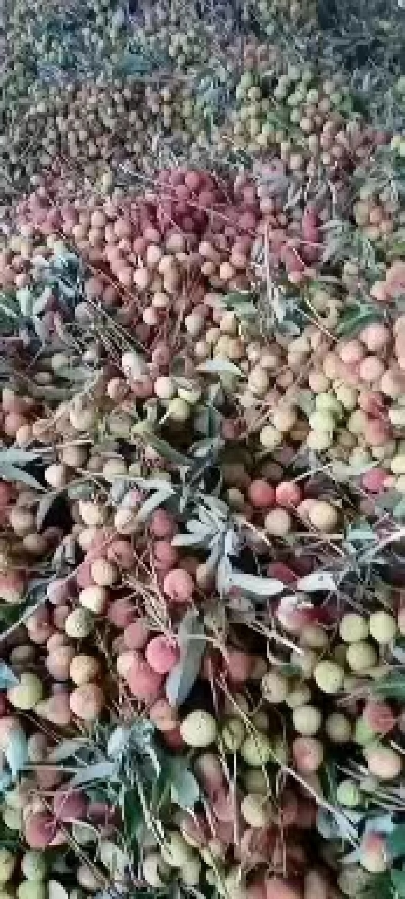 海南妃子笑荔枝，白蜡荔枝，黑叶荔枝。量大可谈