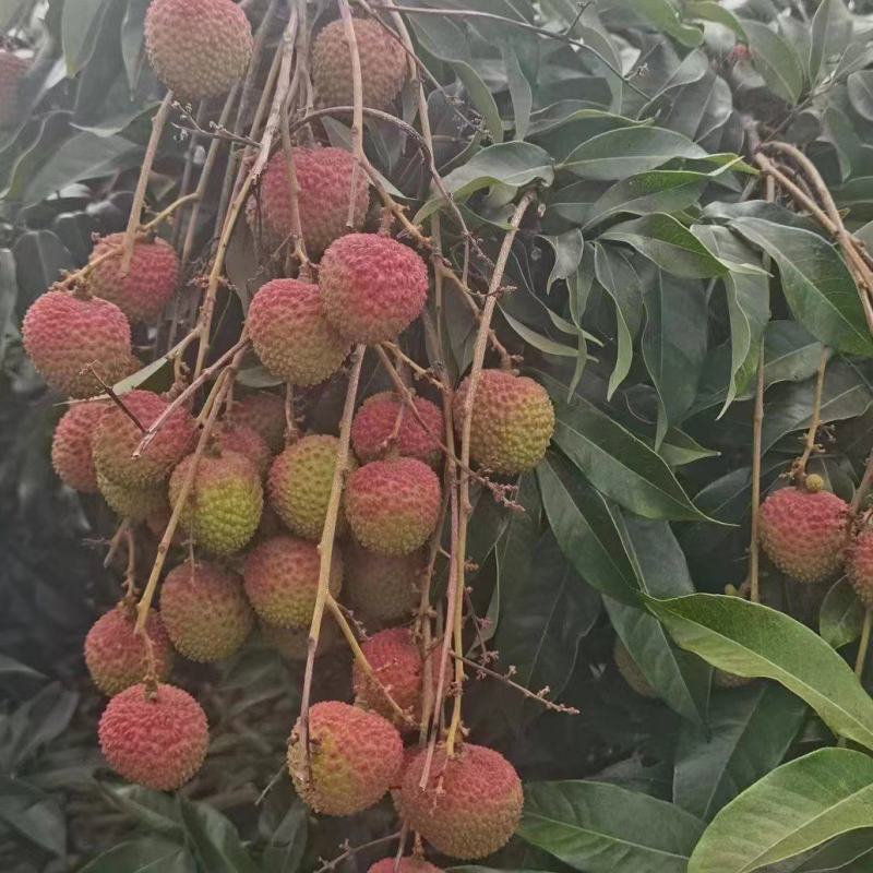 海南妃子笑荔枝，白蜡荔枝，黑叶荔枝。量大可谈