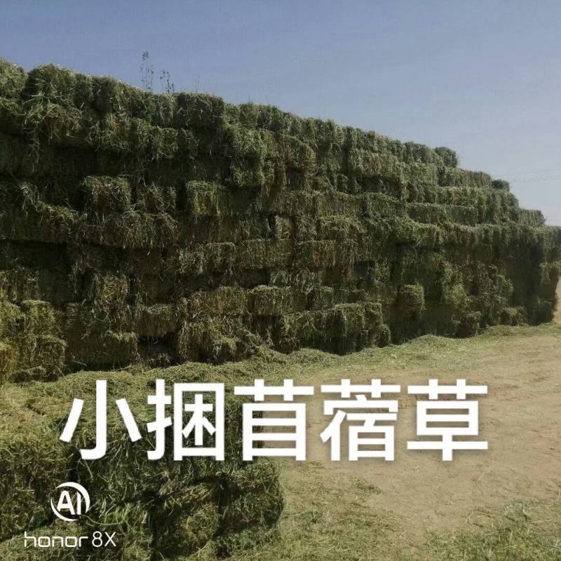 头茬苜蓿草全国批发，需要的关注甘肃玉门头茬苜蓿草