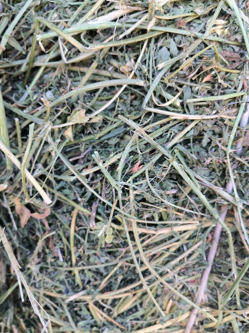 头茬苜蓿草全国批发，需要的关注甘肃玉门头茬苜蓿草
