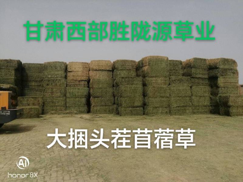 头茬苜蓿草全国批发，需要的关注甘肃玉门头茬苜蓿草