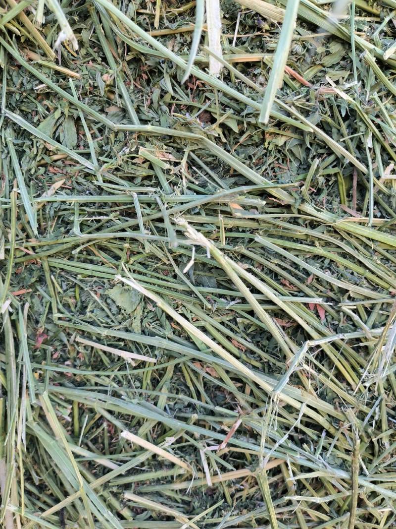 头茬苜蓿草全国批发，需要的关注甘肃玉门头茬苜蓿草