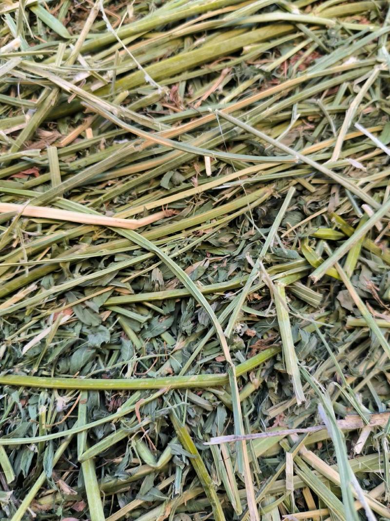头茬苜蓿草全国批发，需要的关注甘肃玉门头茬苜蓿草