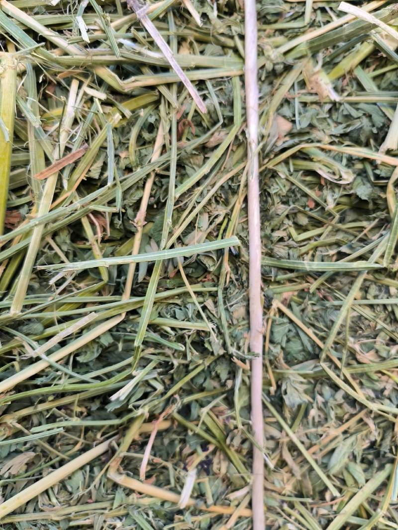 头茬苜蓿草全国批发，需要的关注甘肃玉门头茬苜蓿草