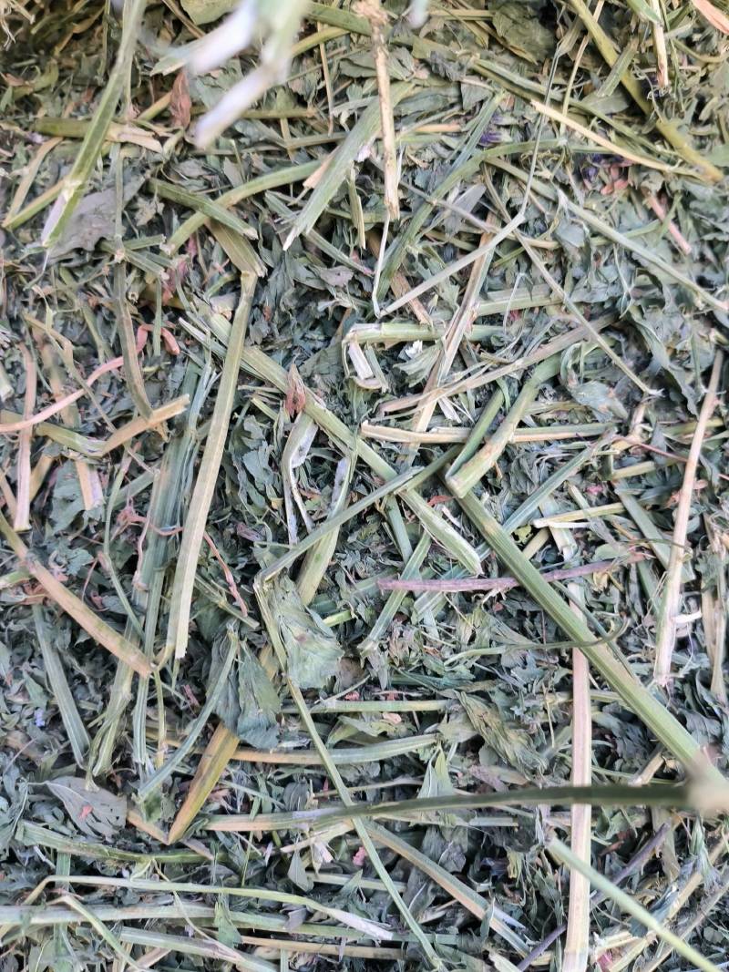 头茬苜蓿草全国批发，需要的关注甘肃玉门头茬苜蓿草