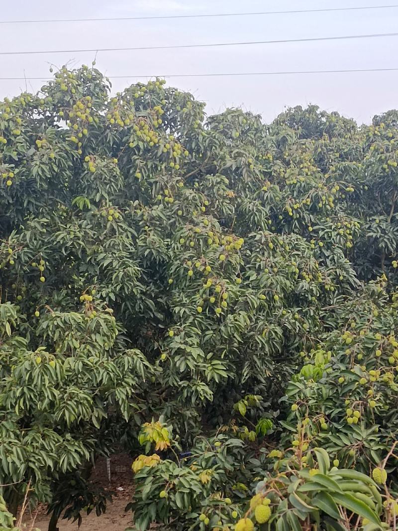 原产地大量桂味黑叶，凤花即将上市欢迎前来选购