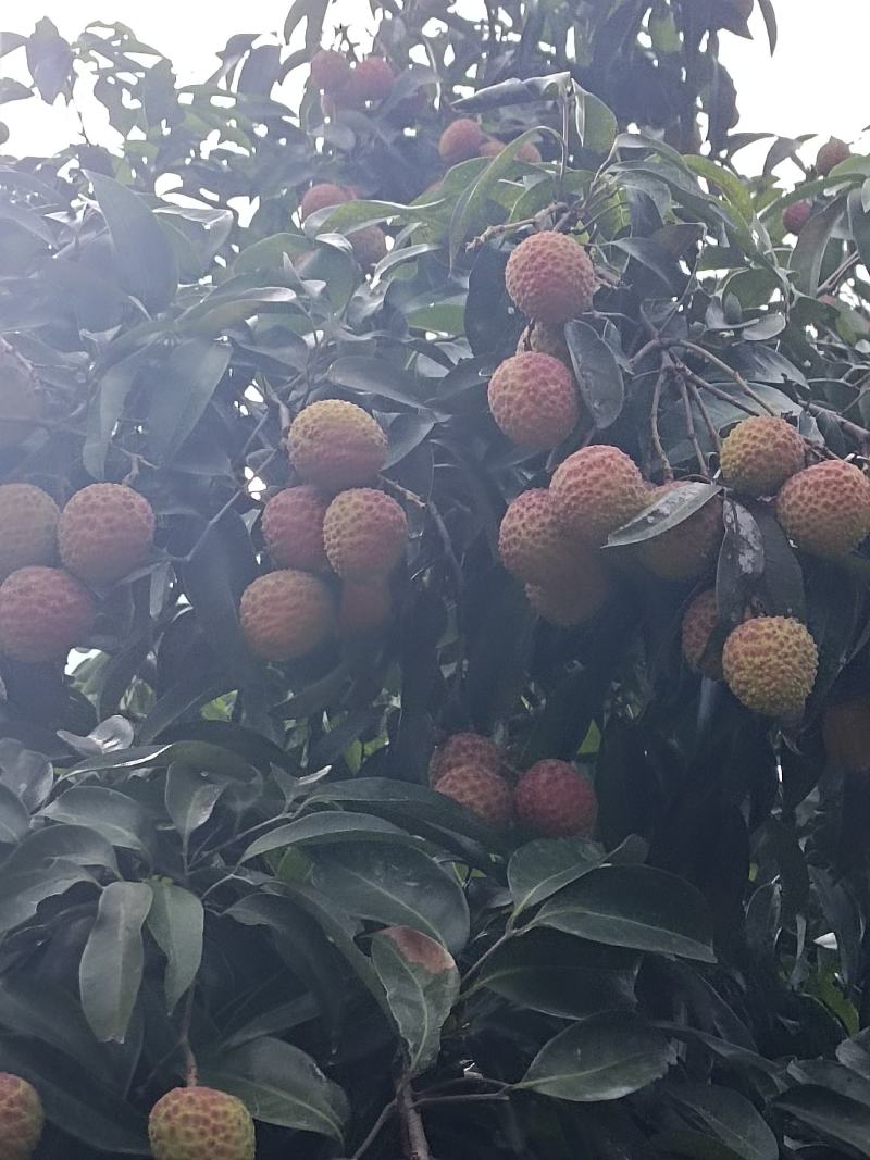原产地大量桂味黑叶，凤花即将上市欢迎前来选购
