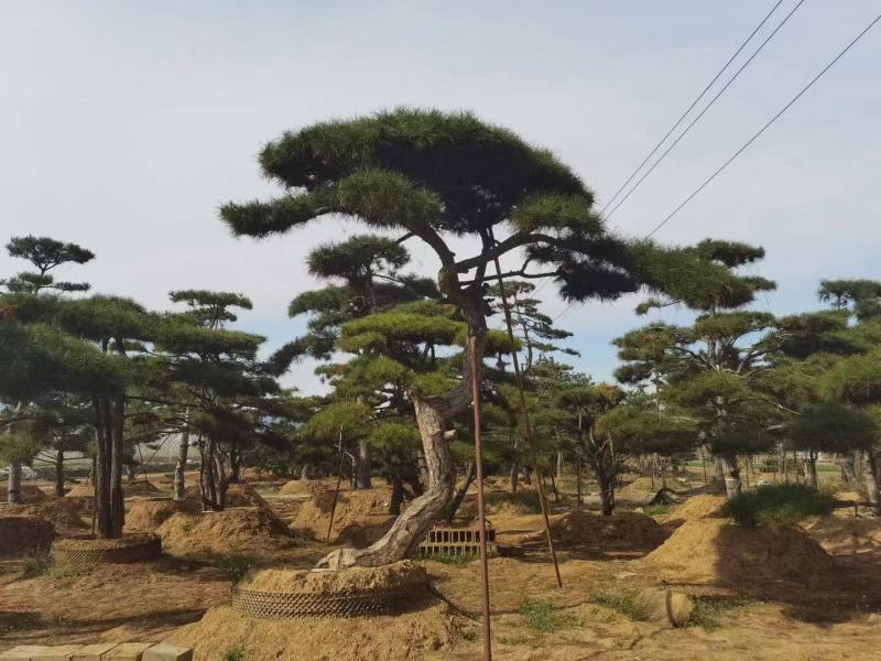 精品松树造型松基地直供品种齐全欢迎来电咨询