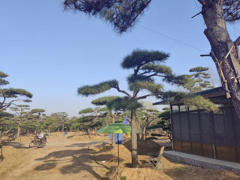精品松树造型松基地直供品种齐全欢迎来电咨询