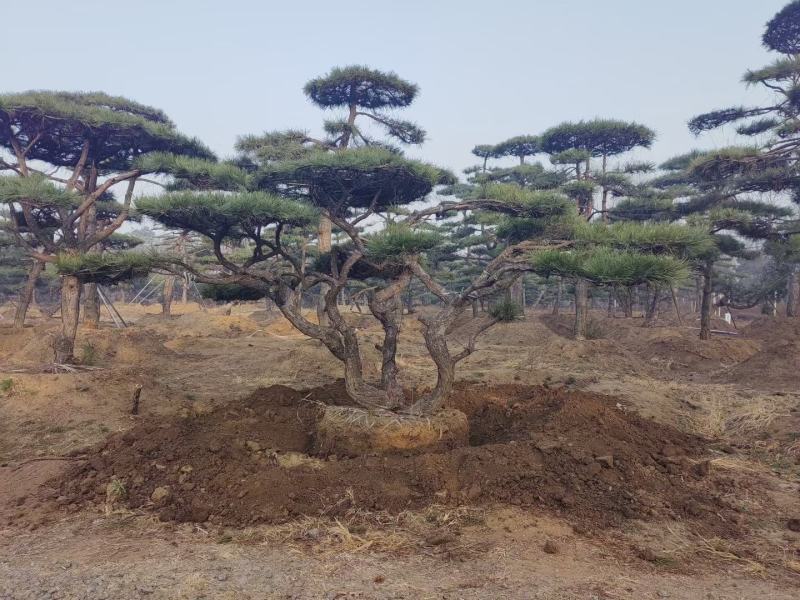 精品松树造型松基地直供品种齐全欢迎来电咨询