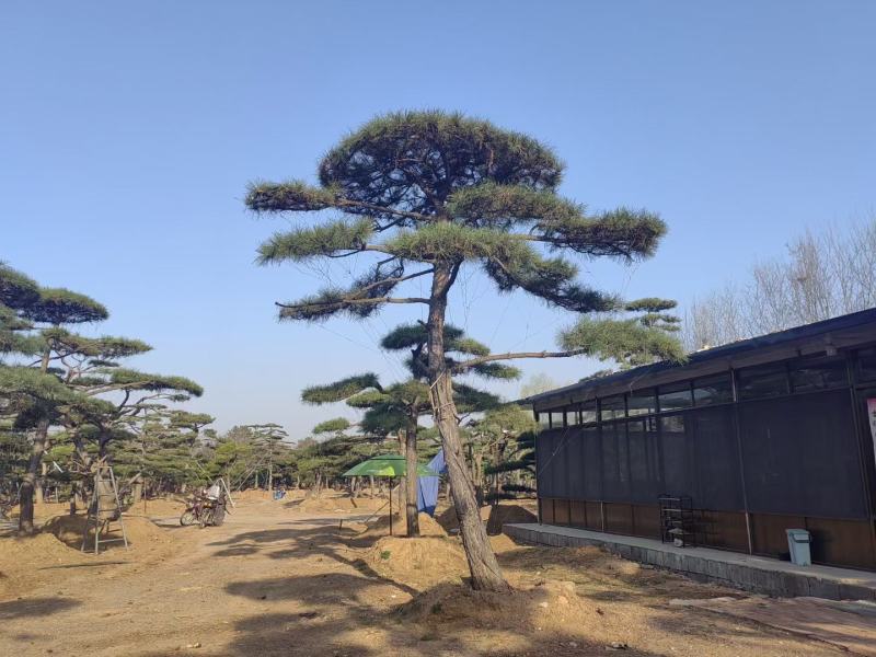 精品松树造型松基地直供品种齐全欢迎来电咨询