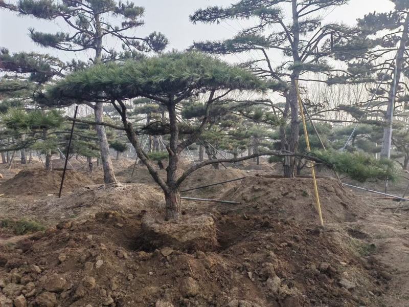 精品松树造型松基地直供品种齐全欢迎来电咨询