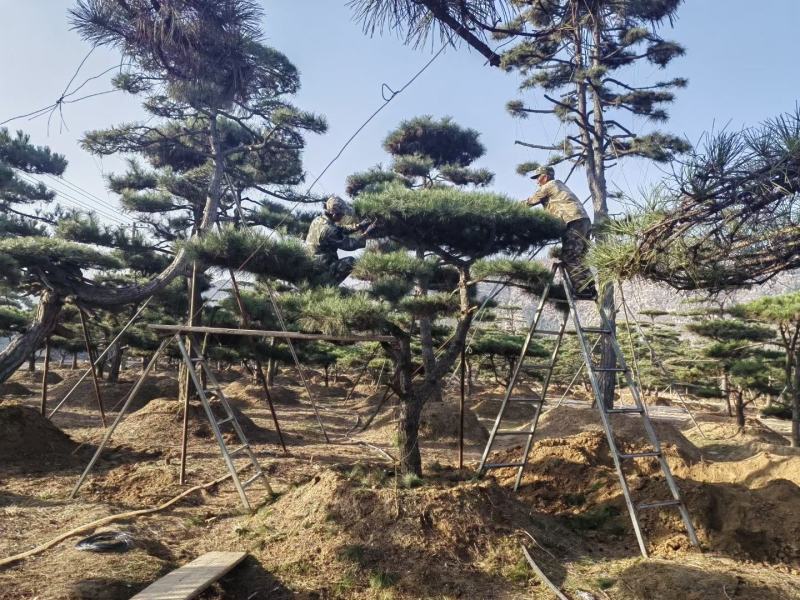 精品松树造型松基地直供品种齐全欢迎来电咨询