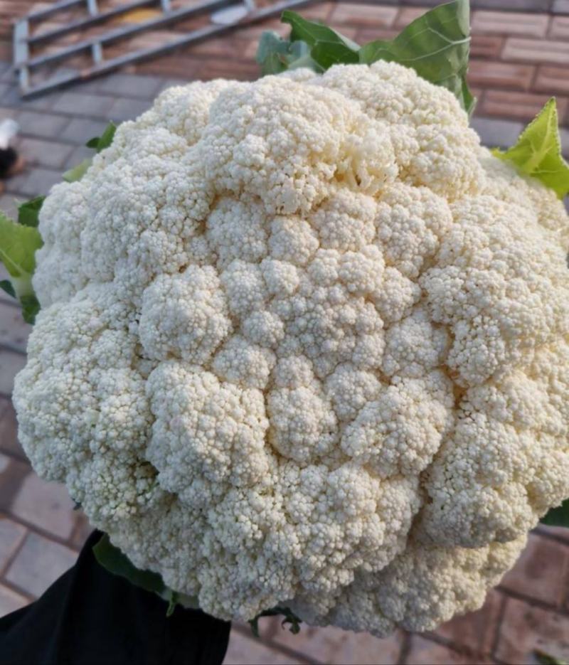 有机菜花适中乳白2斤万全青梗散花菜小米粒松花菜