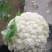 有机菜花适中乳白2斤万全青梗散花菜小米粒松花菜