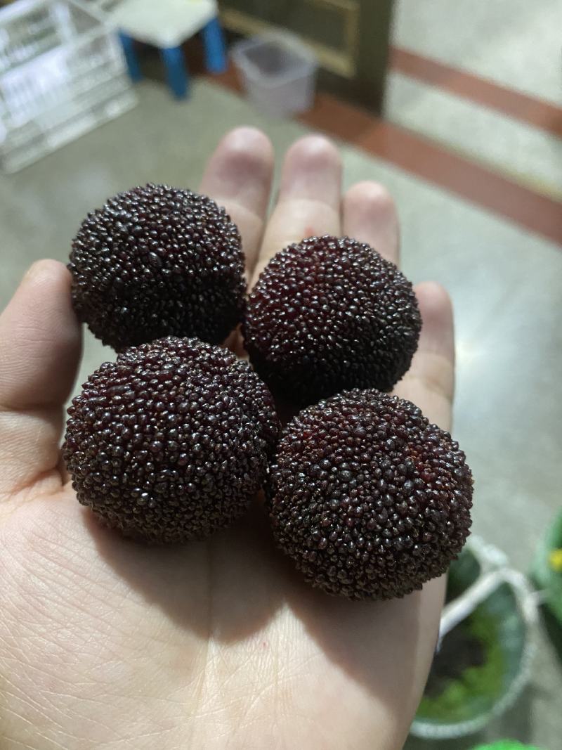 慈溪杨梅大量上市可代发产地发货电商品质欢迎订货