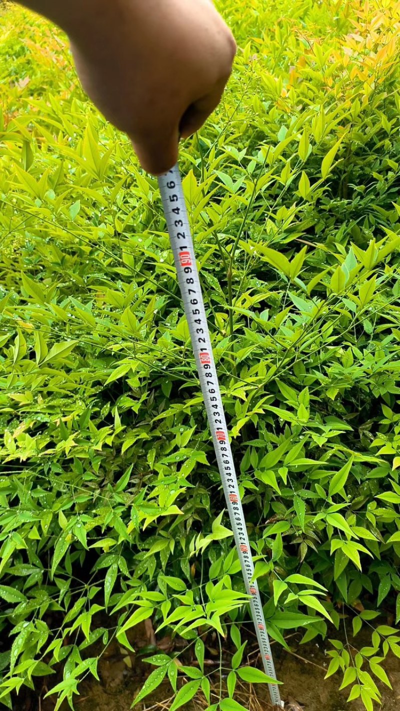 [推荐]江苏常州南天竹种苗基地种植可实地考察