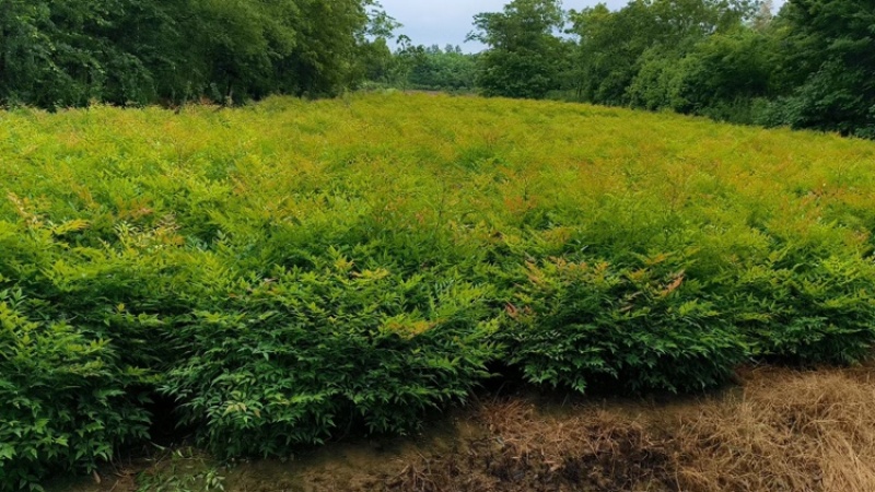 [推荐]江苏常州南天竹种苗基地种植可实地考察