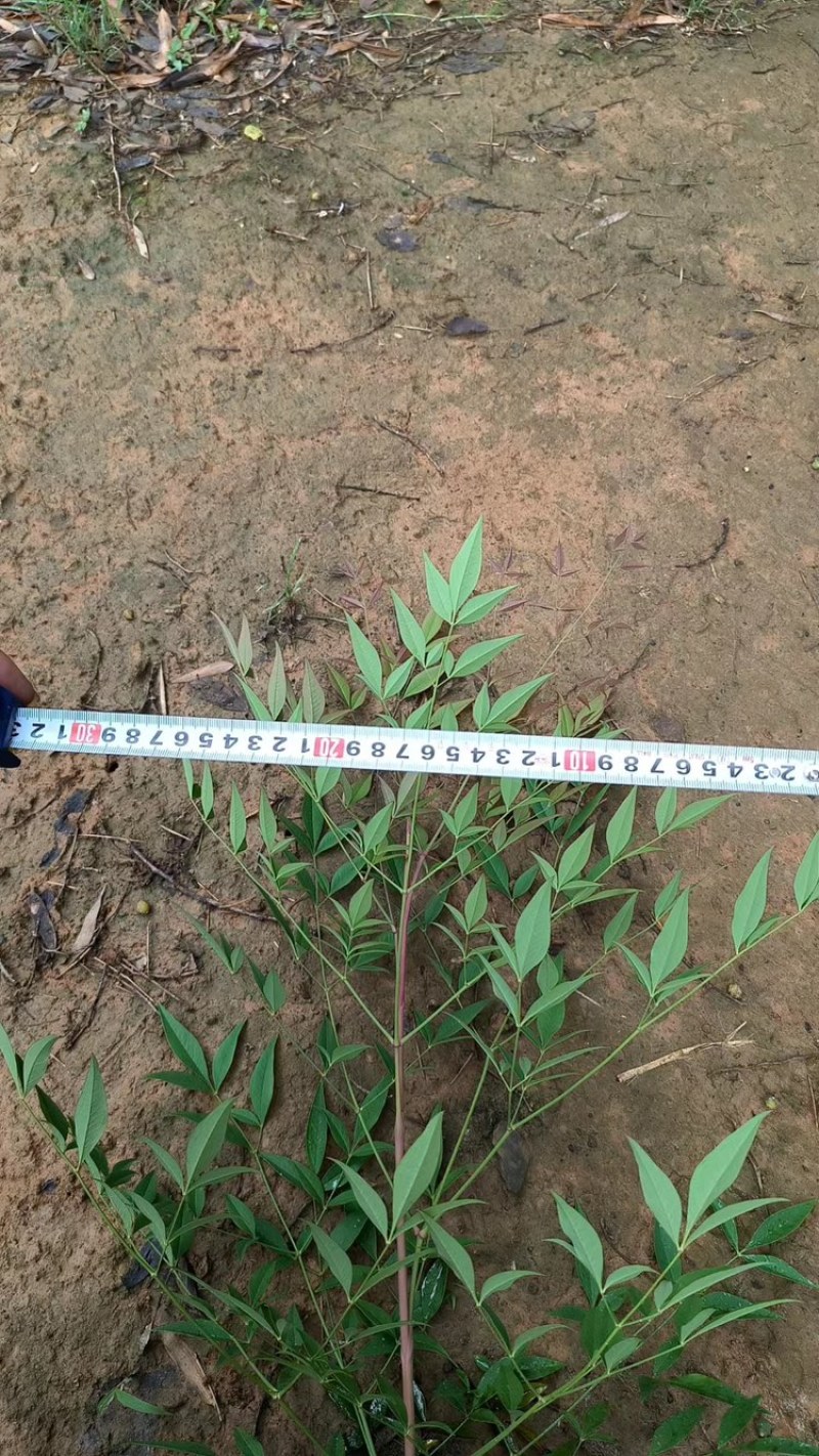 [推荐]江苏常州南天竹种苗基地种植可实地考察