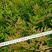 [推荐]江苏常州南天竹种苗基地种植可实地考察