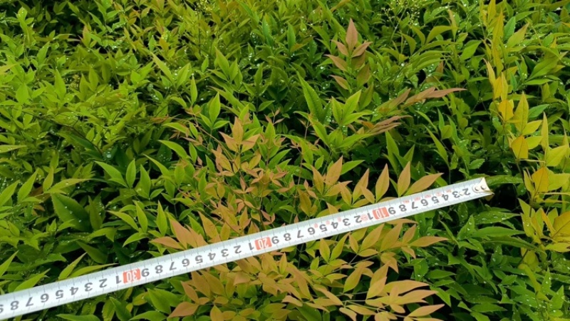 [推荐]江苏常州南天竹种苗基地种植可实地考察