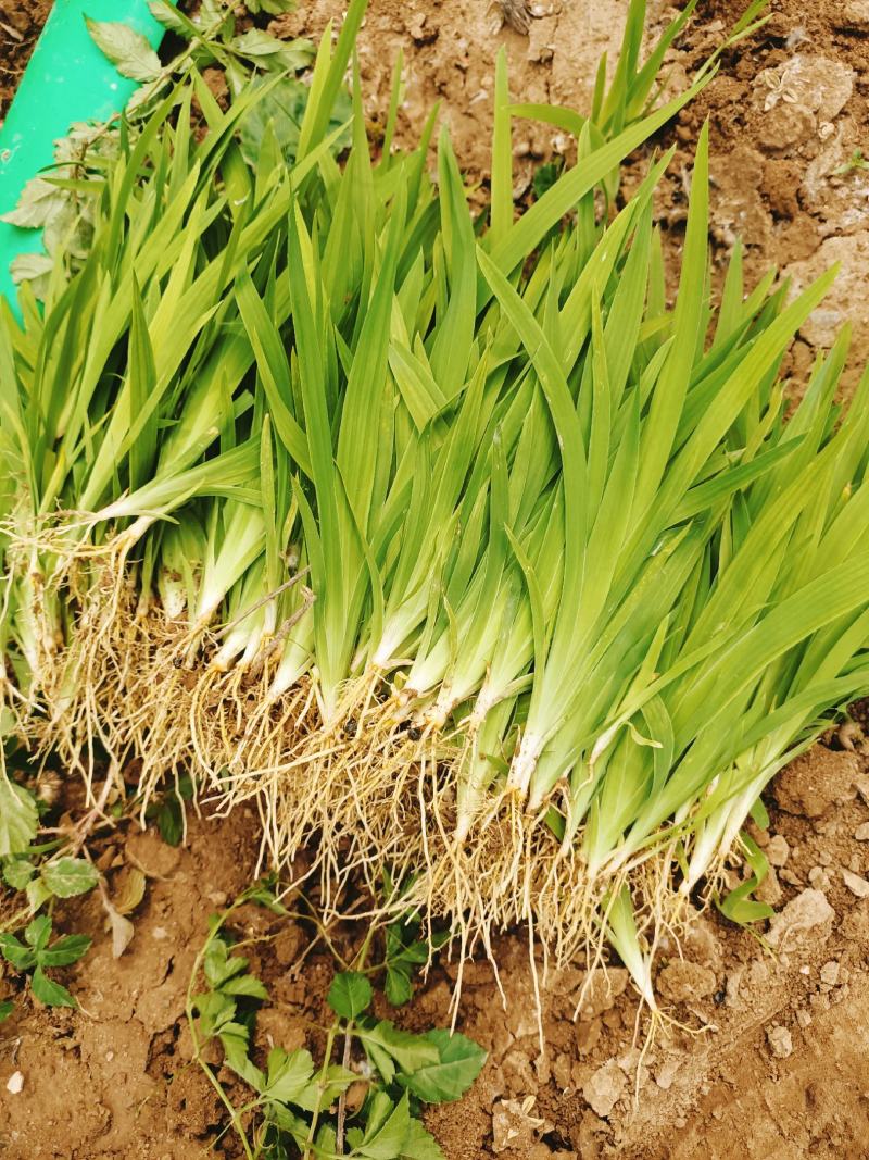 射干苗射干绿化工程苗基地大货直销大量供应量大价优