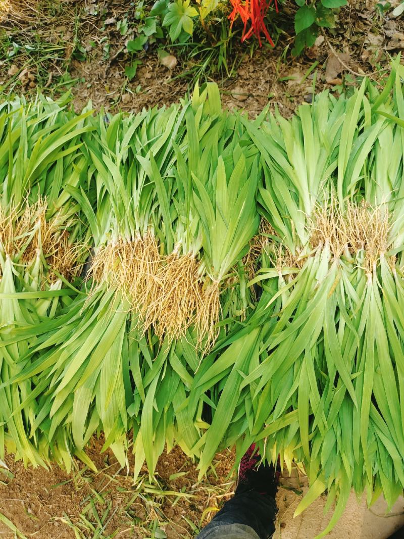 射干苗射干绿化工程苗基地大货直销大量供应量大价优