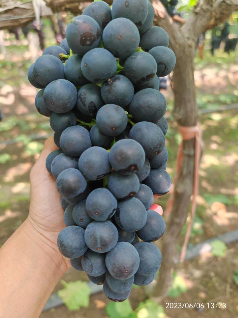夏黑葡萄熟了，10-28g之间，串行好，果粉多，糖度高
