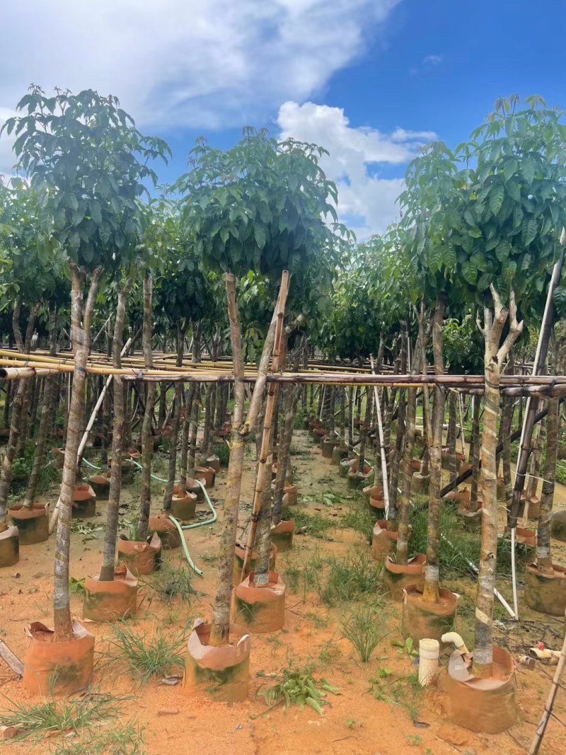 嫁接大绣球紫花风铃木