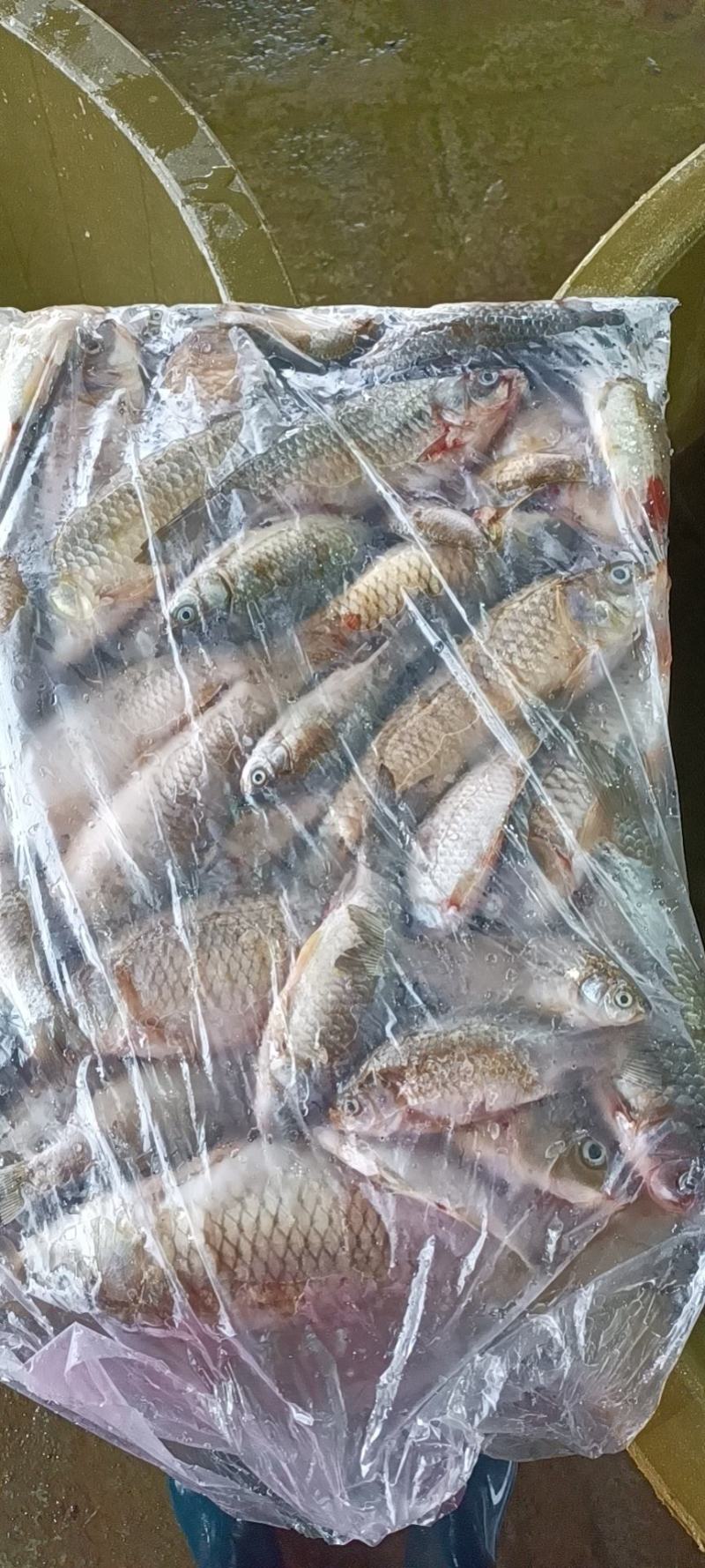 冻板饲料鱼鲫鱼10斤板有需要的老板吗？