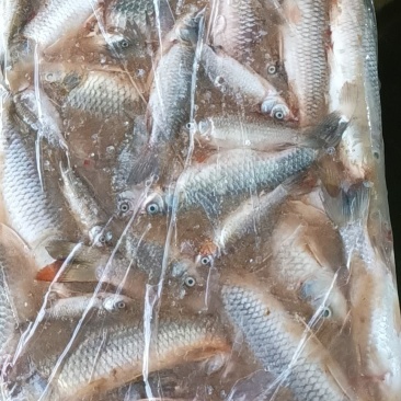 冻板饲料鱼鲫鱼10斤板有需要的老板吗？