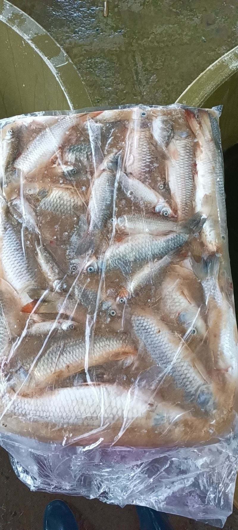 冻板饲料鱼鲫鱼10斤板有需要的老板吗？