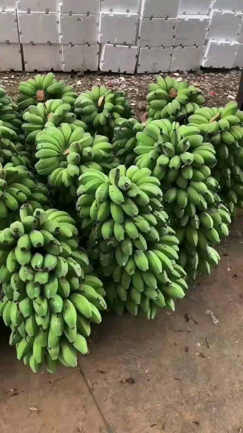一件代发苹果蕉新鲜香蕉量当季产地发货欢迎采购