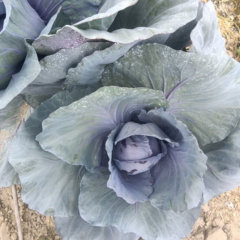 精品甘蓝大量有货，需要的老板前来洽谈
