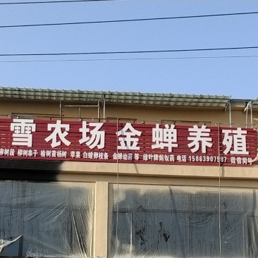 金蝉种苗幼虫