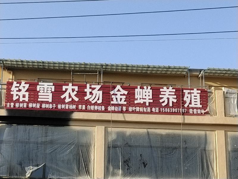 金蝉种苗幼虫