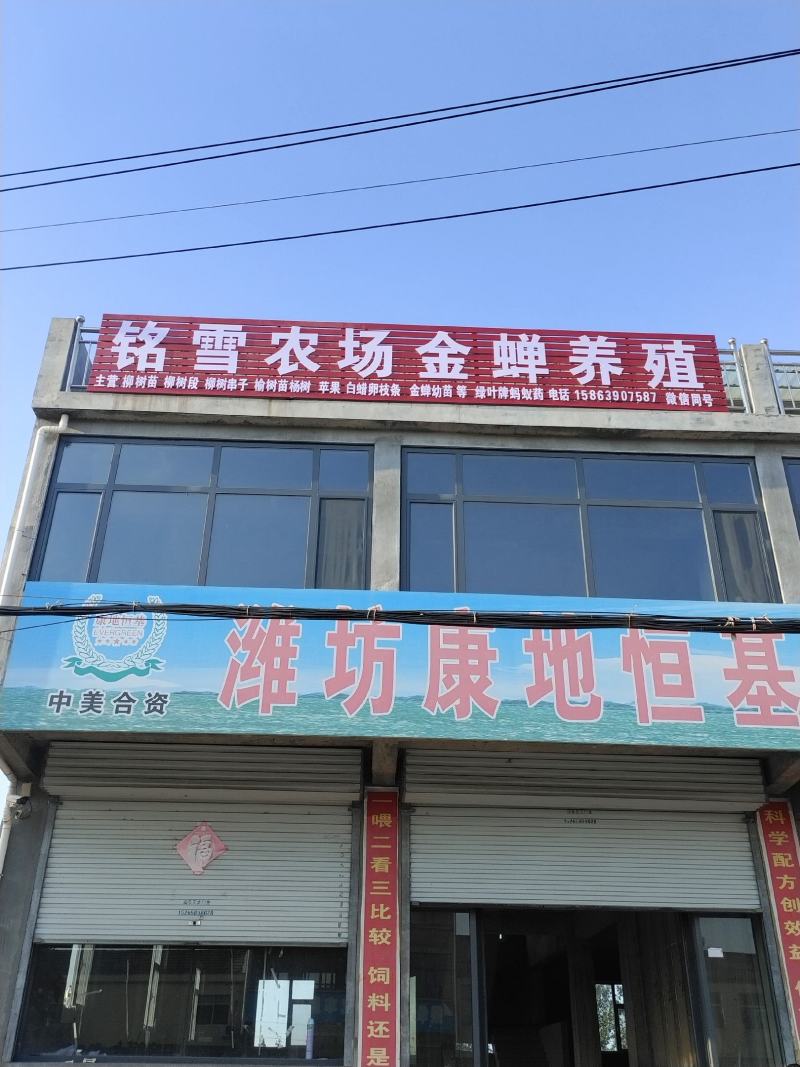 金蝉种苗幼虫