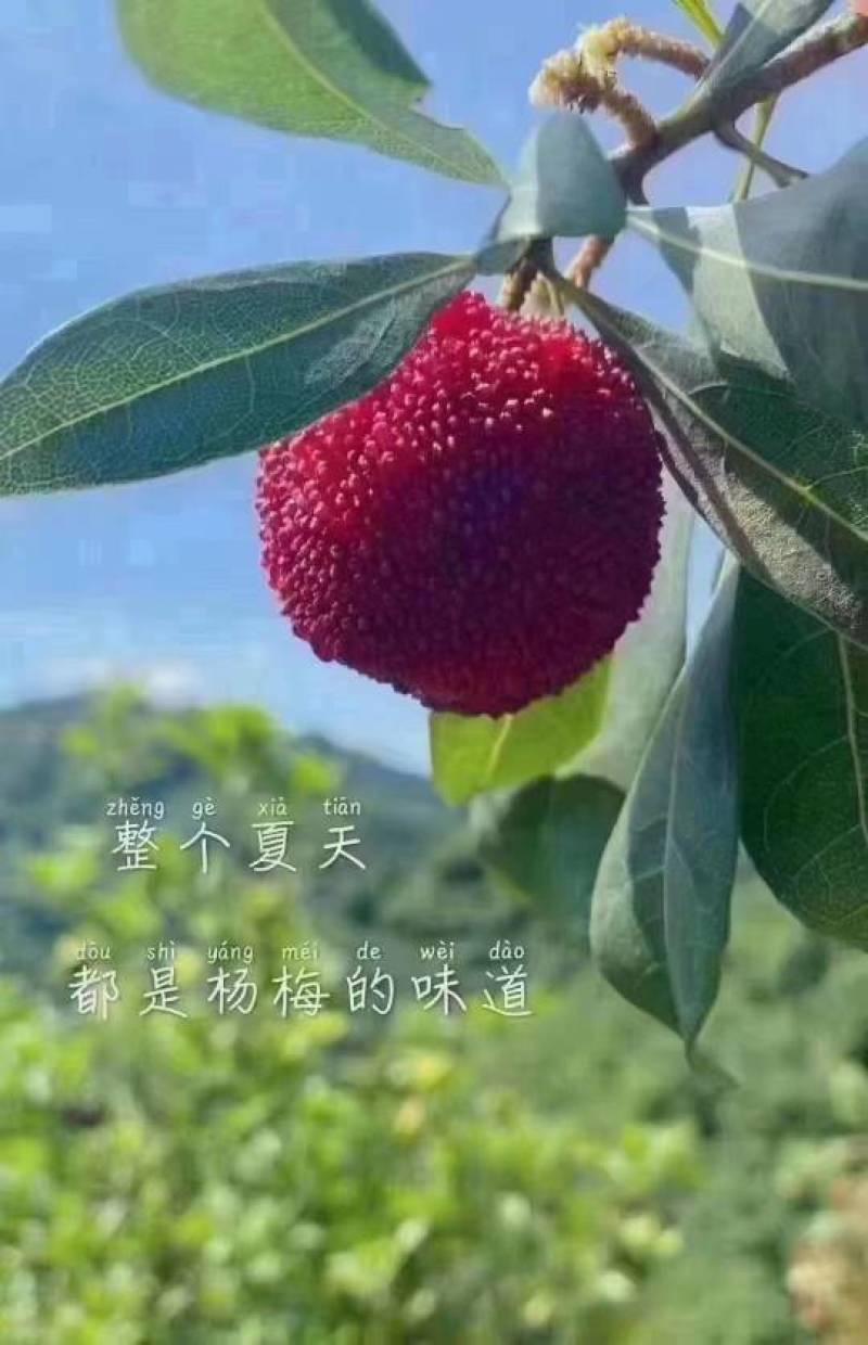 仙居东魁杨梅上市