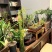龙柳鲜枝插花客厅落地插水植物易活观叶水培长根家居装饰