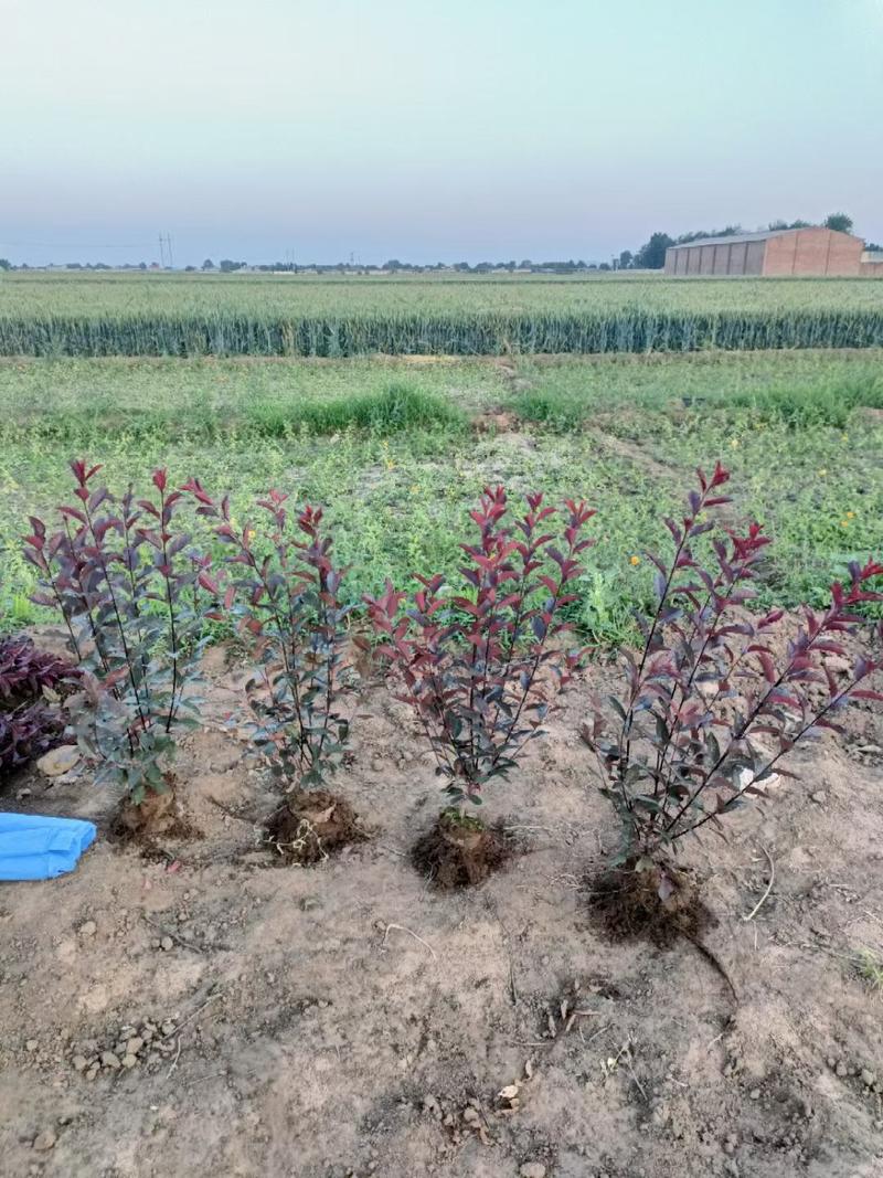 河北定州紫叶矮樱丛生多分枝营养杯树苗彩色绿化苗木