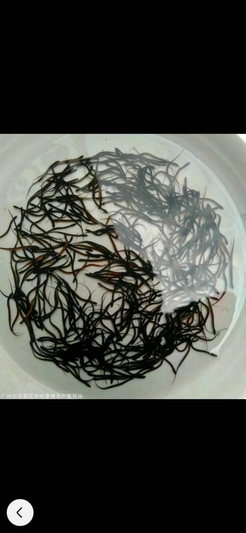 高产，高收益正大9号黄鳝苗