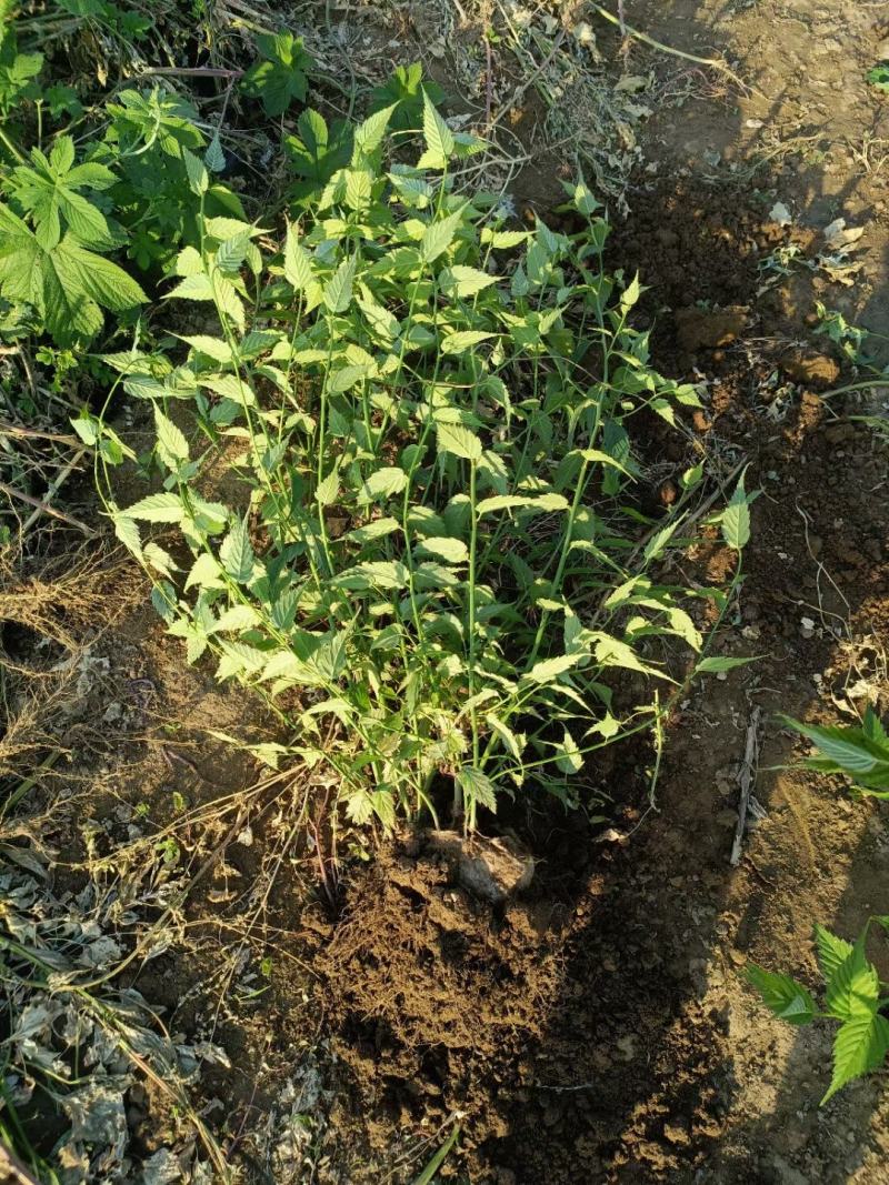 河北定州棣堂丛生多分枝基地直发现挖现卖绿化苗木树苗棣樘