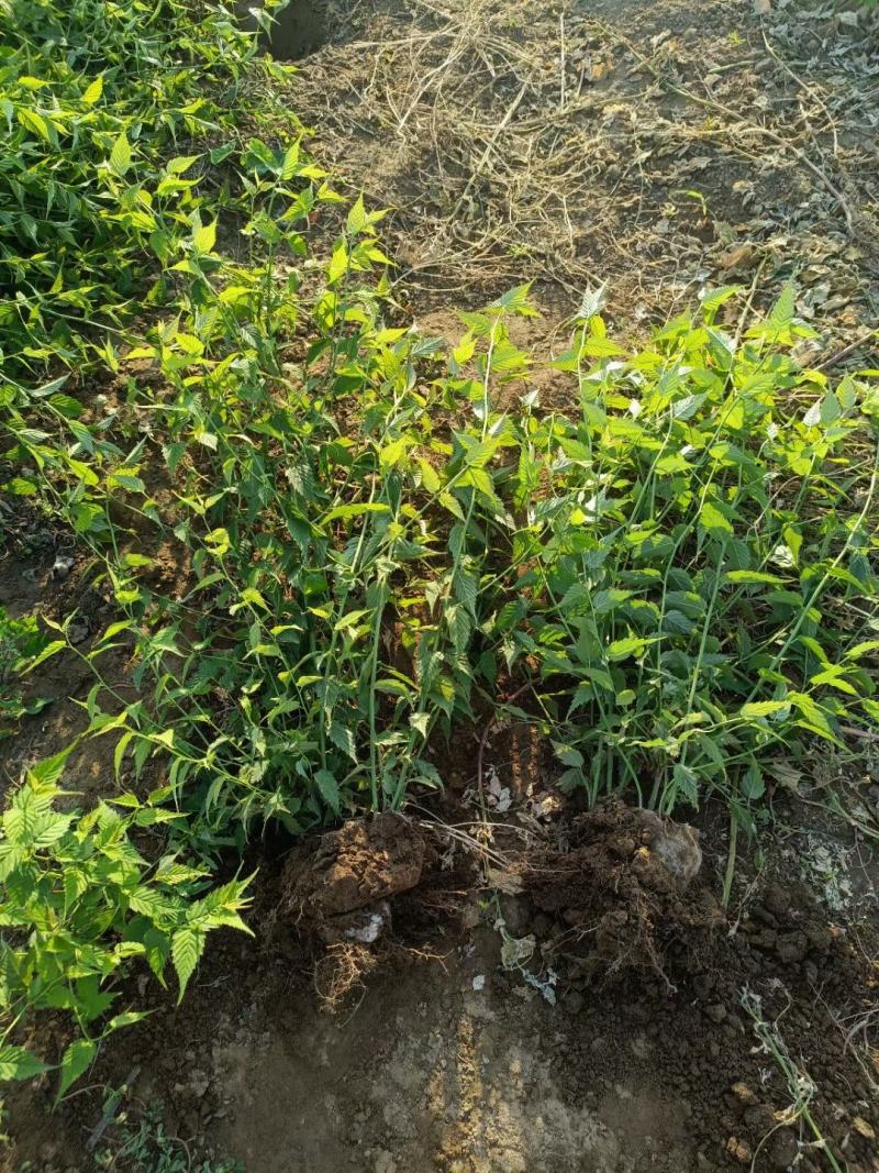 河北定州棣堂丛生多分枝基地直发现挖现卖绿化苗木树苗棣樘