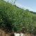 河北定州棣堂丛生多分枝基地直发现挖现卖绿化苗木树苗棣樘