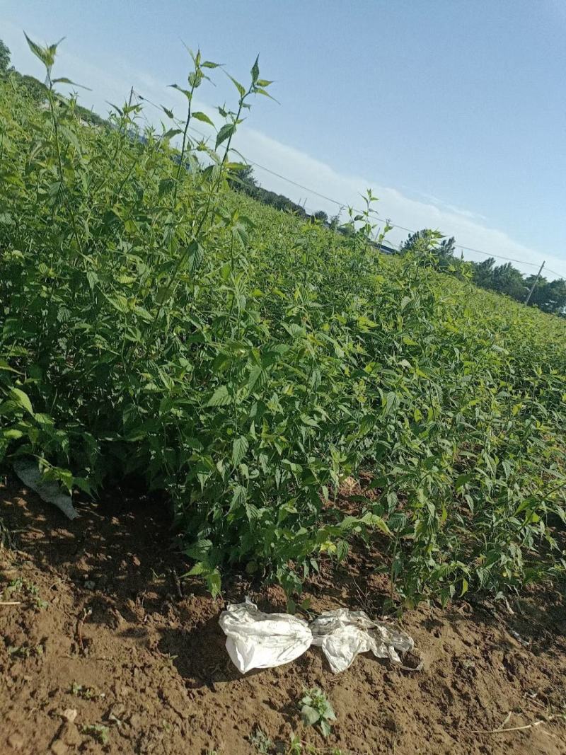 河北定州棣堂丛生多分枝基地直发现挖现卖绿化苗木树苗棣樘