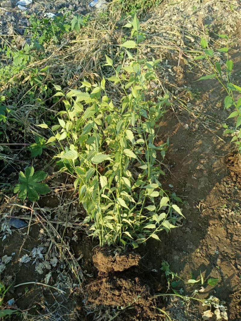 河北定州棣堂丛生多分枝基地直发现挖现卖绿化苗木树苗棣樘