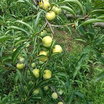 自家果园种植蜂糖李已成熟