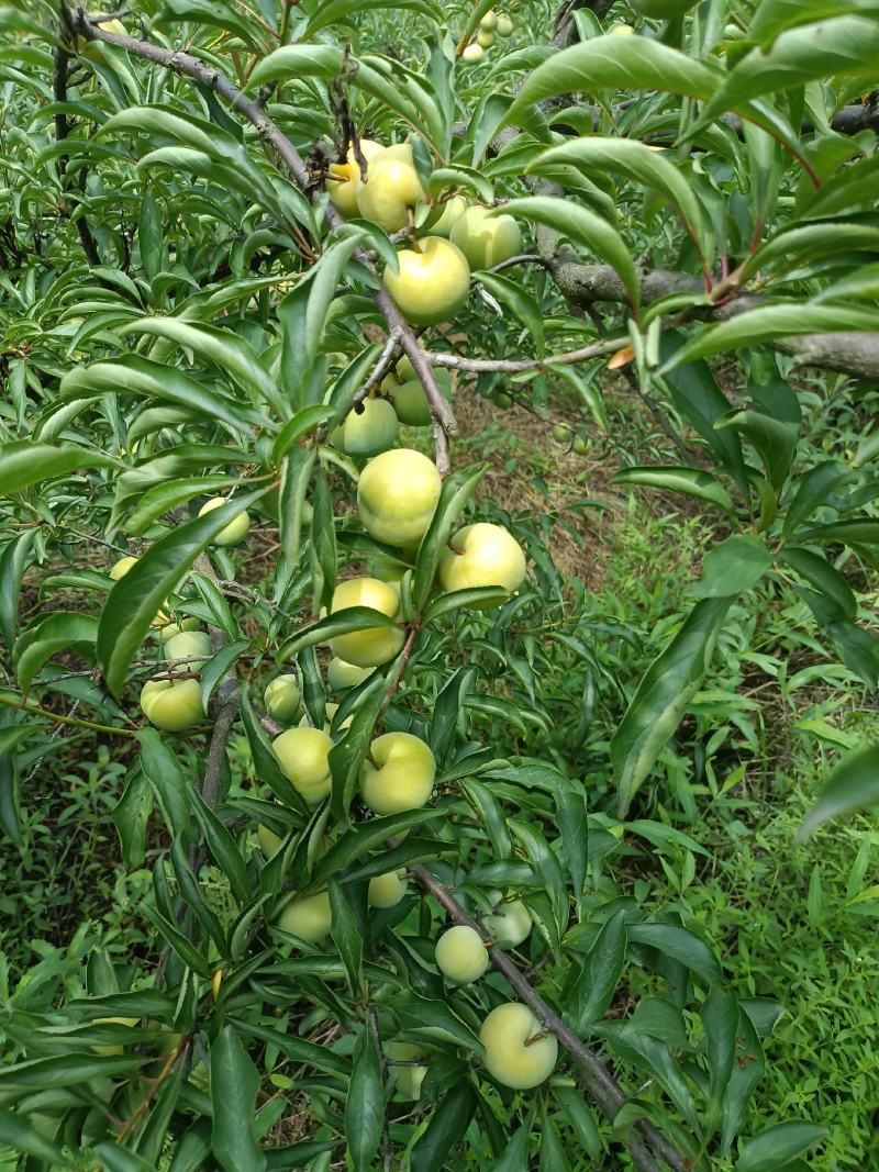 自家果园种植蜂糖李已成熟