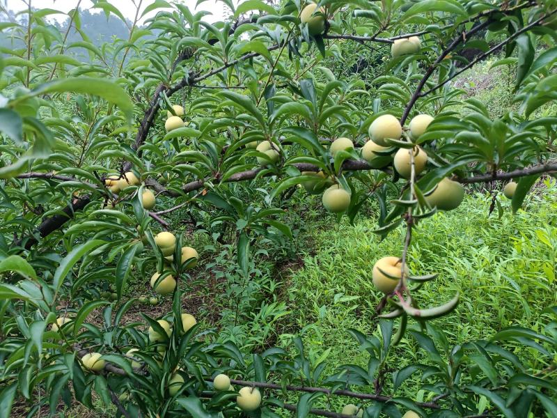 自家果园种植蜂糖李已成熟